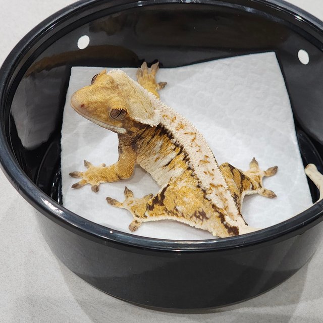 White Crown Drippy Tri Extreme Harlequin White Pin