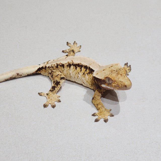 Tri Extreme Harlequin White Spot