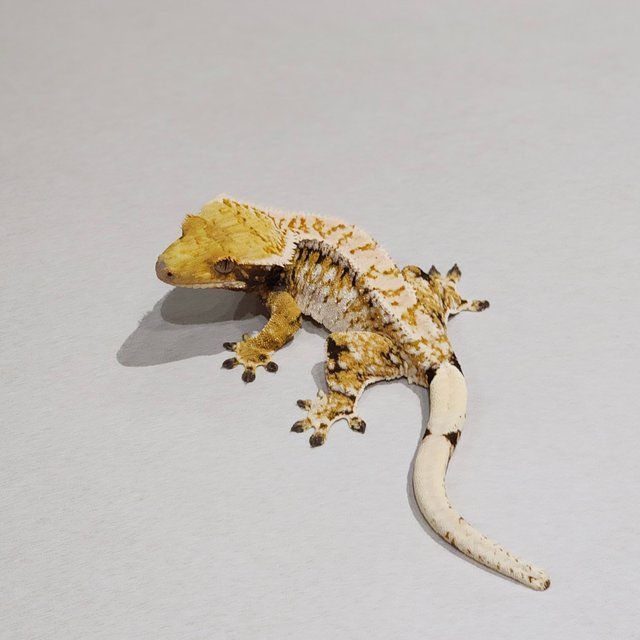 White Pin Barb Tri Extreme Harlequin White Spot Drippy