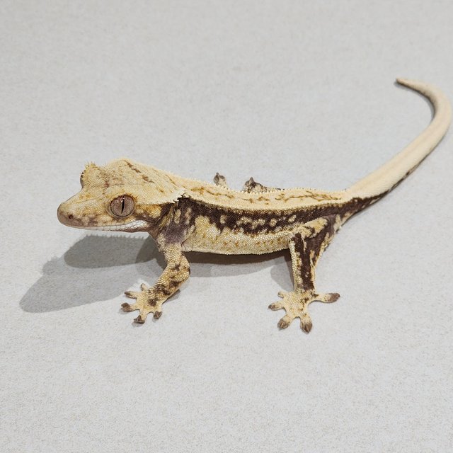 Full Pinstripe Drippy Quad White Spot