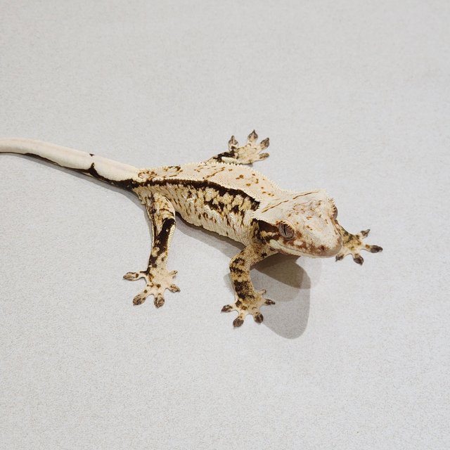 Drippy Quad White Spot