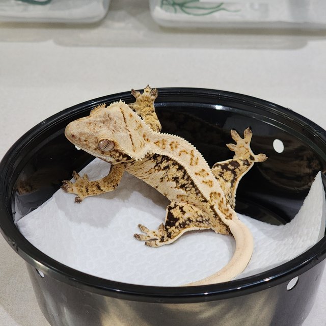 Drippy Tri White Crown White Spot Extreme Harlequin