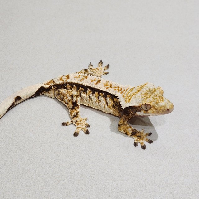 White Crown Tri Extreme Harlequin White Spot