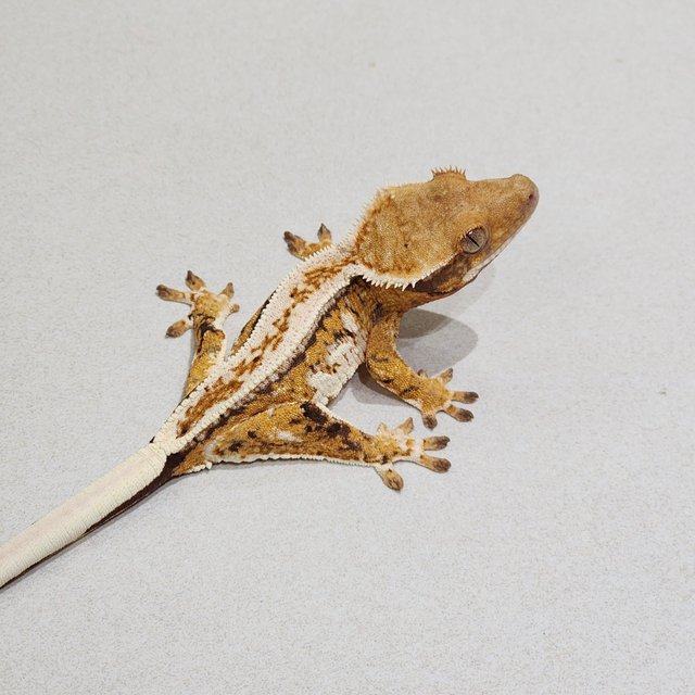 Extreme Harlequin Drippy Tri Full Pinstripe White Crown White Pin