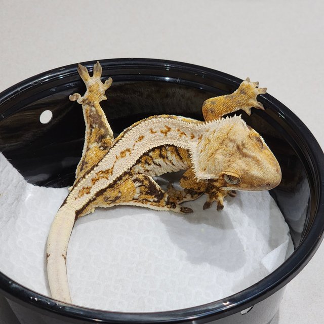 풀핀 트라이 익스트림할리퀸 화이트스팟 화이트크라운