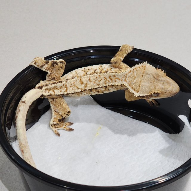 화이트크라운 트라이 익스트림할리퀸 화이트스팟 드리피