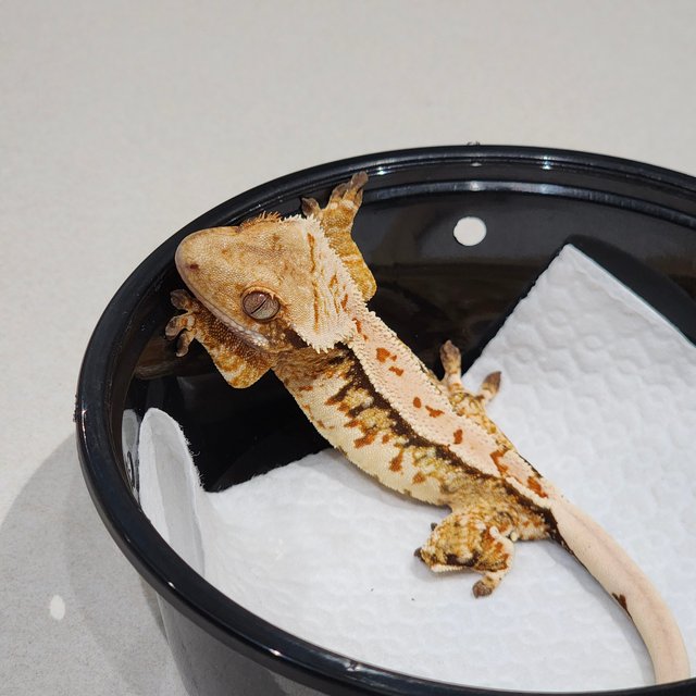 White Crown Tri Extreme Harlequin White Spot