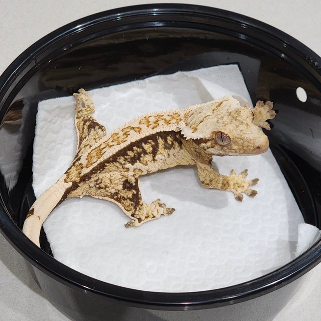 화이트크라운 화이트핀 드리피 화이트스팟