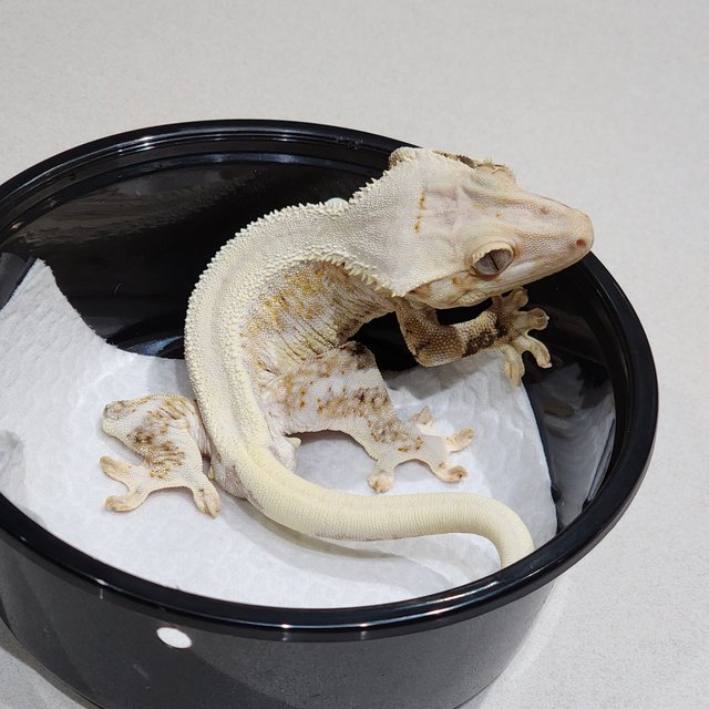 Solid Back Lilly White