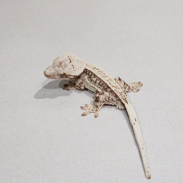 풀핀 드리피 화이트스팟 쿼드