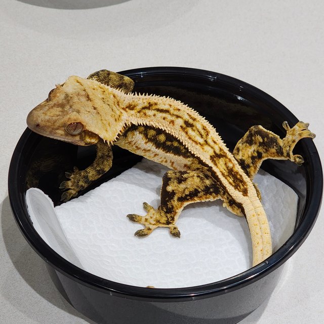 풀핀 화이트크라운 트라이 쿼드