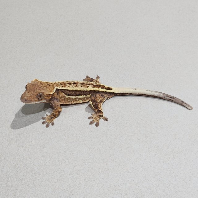 풀핀 화이트핀 카푸치노