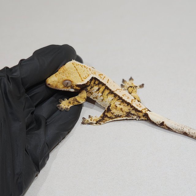 트라이 익스트림할리퀸 바브