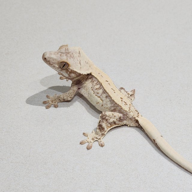 Drippy Quad Cream White Spot
