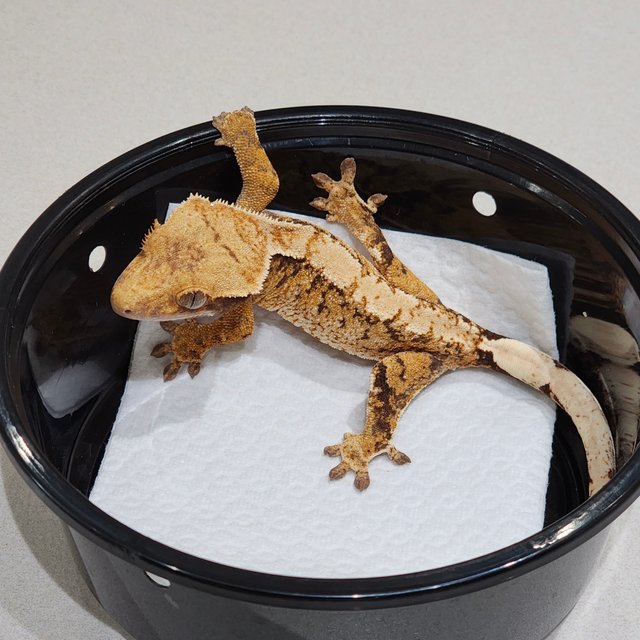 트라이 익스트림할리퀸 화이트스팟