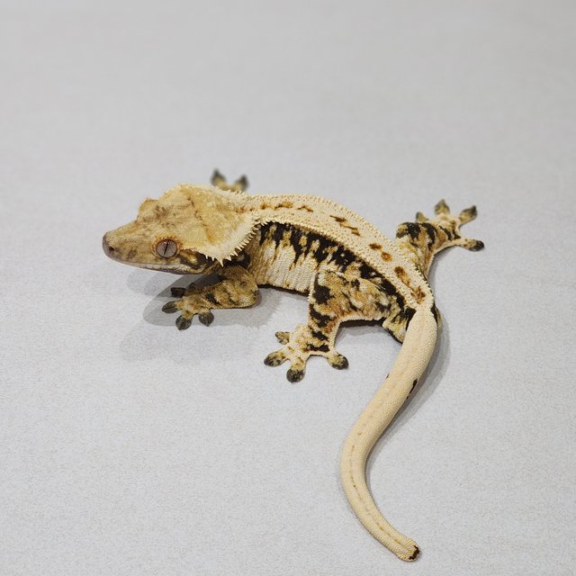 Zengex Full Pinstripe White Spot White Pin Extreme Harlequin Tri