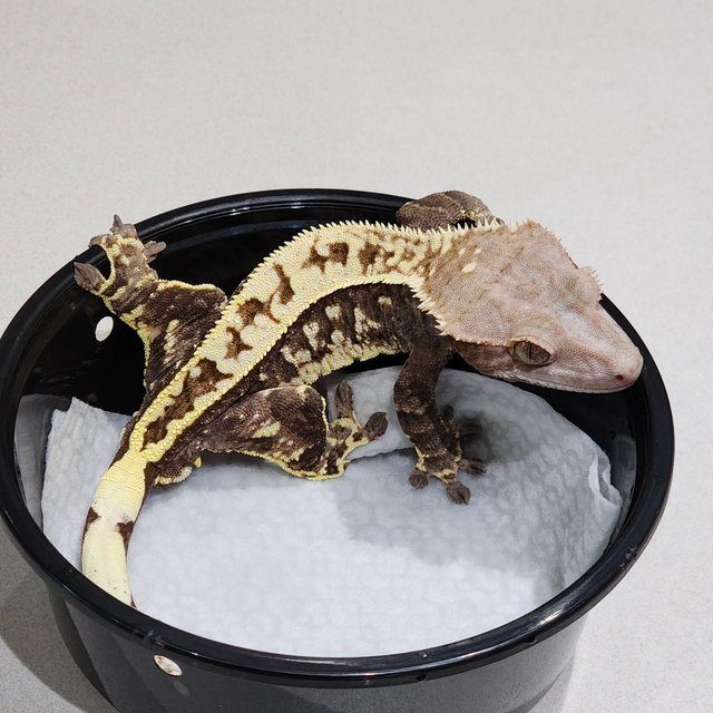 풀핀 화이트크라운 카푸치노