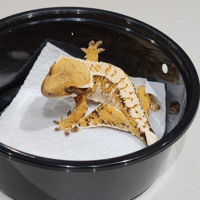 White Spot White Pin Extreme Harlequin Tri