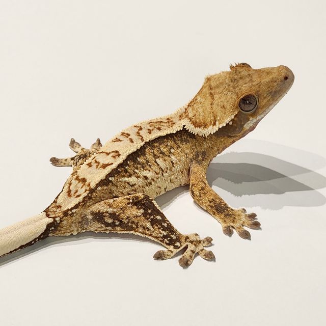 Extreme Harlequin Tri White Spot White Pin