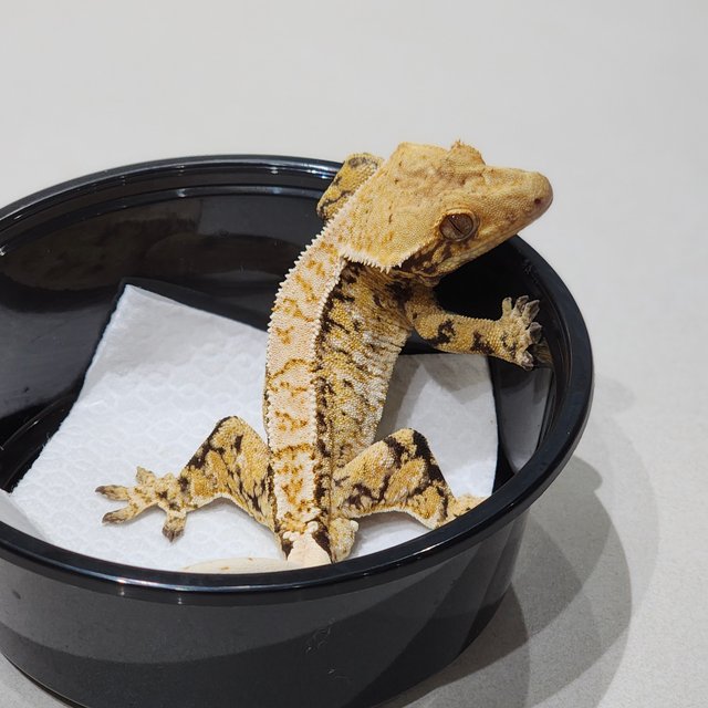 Extreme Harlequin Tri White Spot