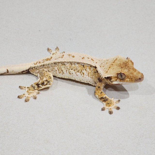 Tri White Crown Drippy White Spot Extreme Harlequin Full Pinstripe