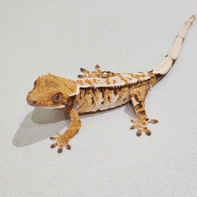 White Crown Tri Extreme Harlequin White Spot