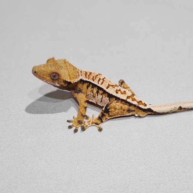 White Crown Tri Extreme Harlequin