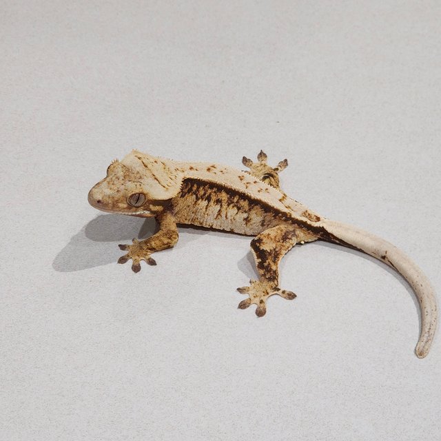 풀핀 트라이 화이트스팟