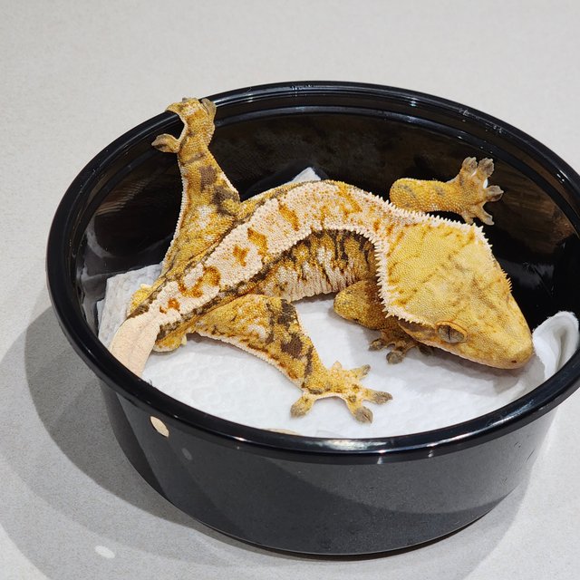 Tri White Spot White Crown Extreme Harlequin