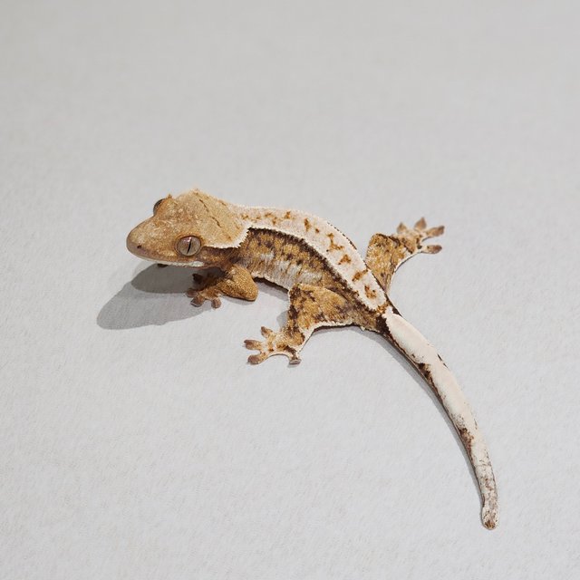 Drippy Tri Extreme Harlequin White Pin