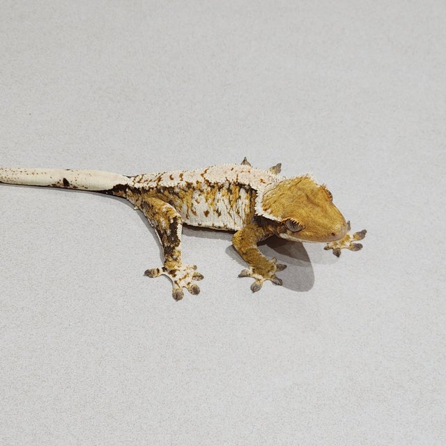 White Pin White Spot Tri Extreme Harlequin