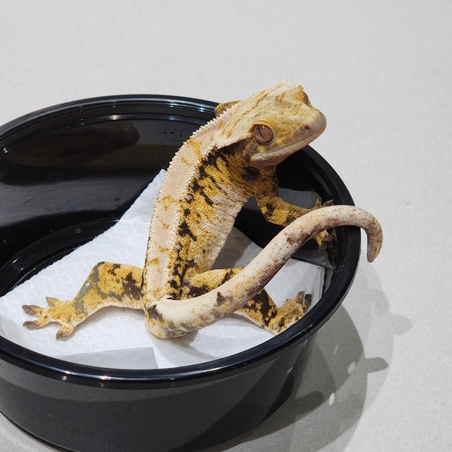 트라이 익스트림할리퀸 드리피