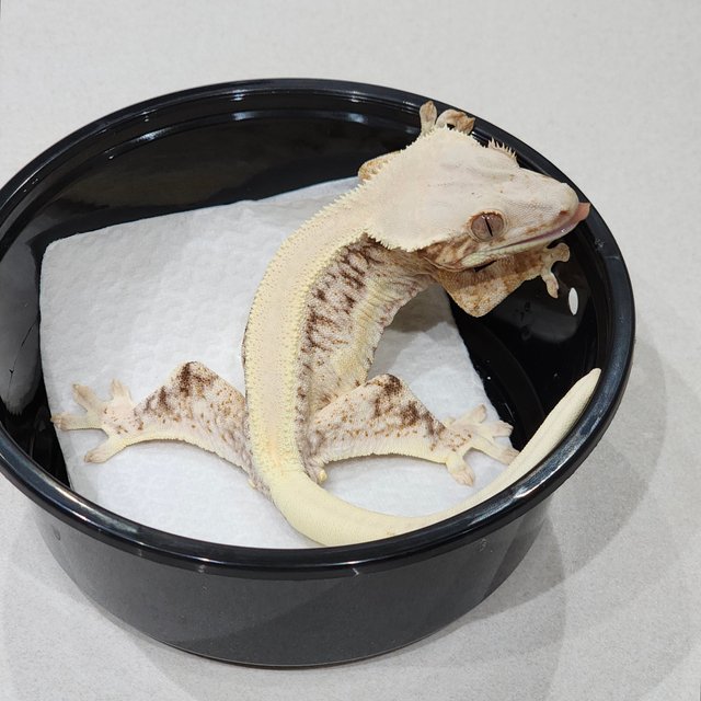 Solid Back Lilly White