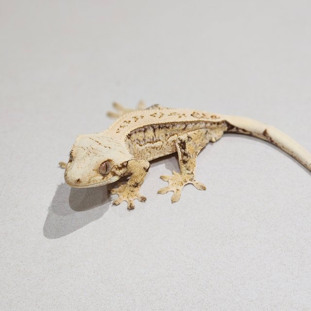 Full Pinstripe Quad Drippy White Spot