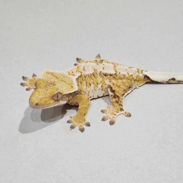Tri Extreme Harlequin White Spot