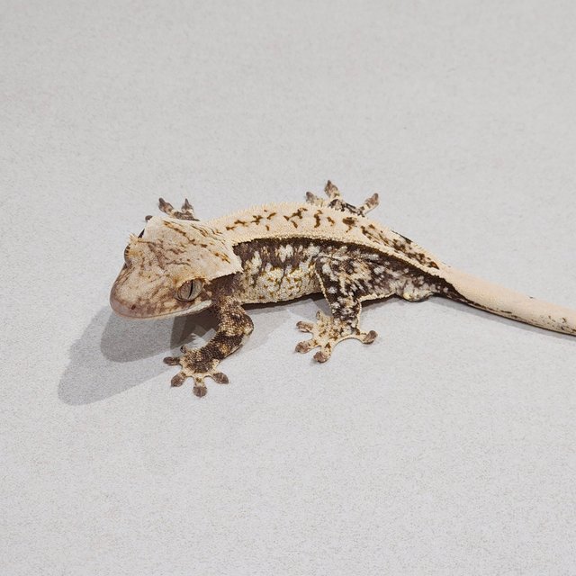 White Pin White Spot Tri