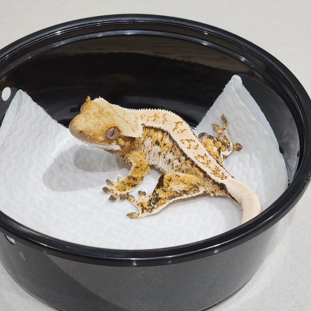 Full Pinstripe Drippy Tri White Spot Extreme Harlequin White Pin