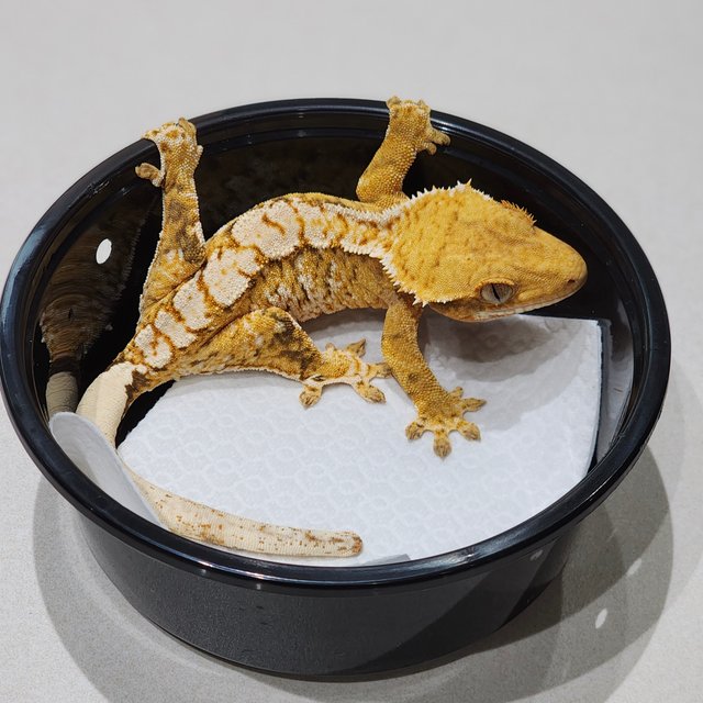 화이트크라운 브린들 익스트림할리퀸 화이트스팟