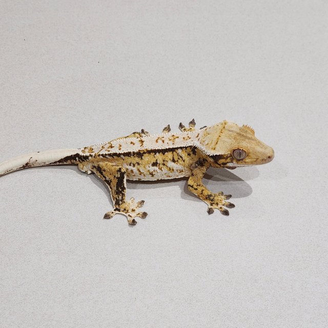 White Pin White Spot Tri Extreme Harlequin