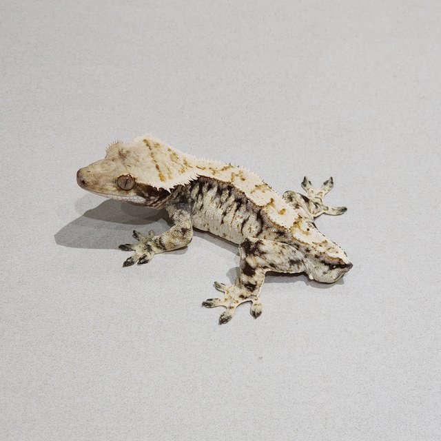 Zengex White Spot White Pin Drippy