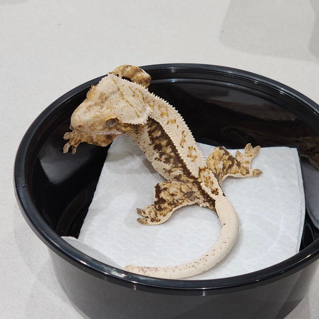 Quad White Spot White Crown