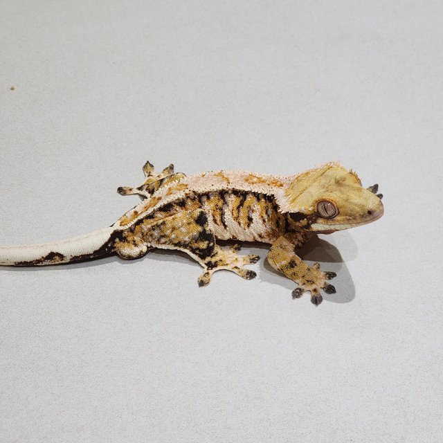 White Crown White Pin White Spot Tri Drippy Extreme Harlequin