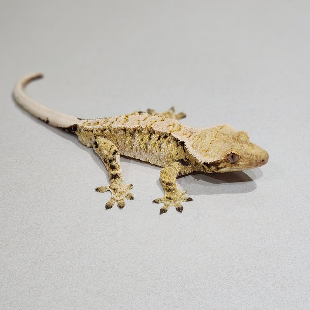 Tri White Spot Extreme Harlequin