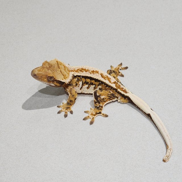 White Pin Tri Extreme Harlequin