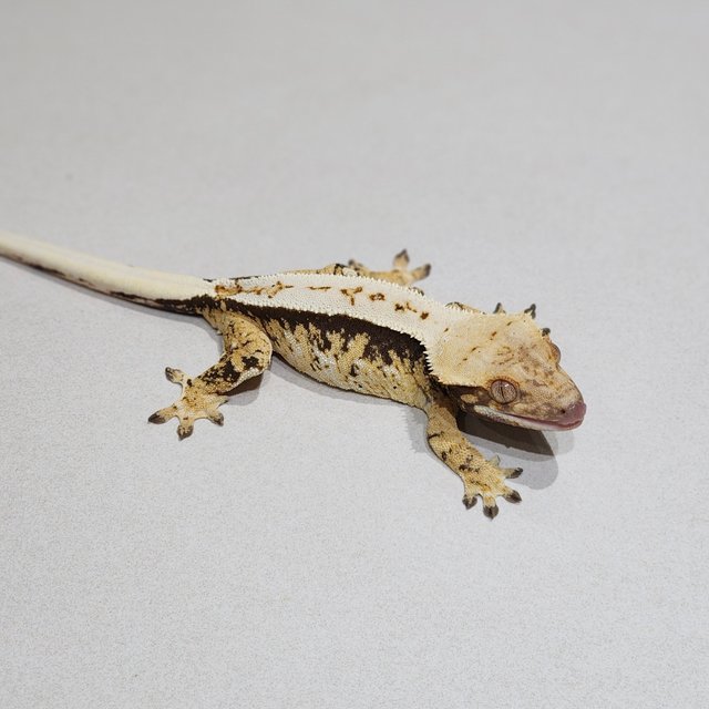 Tri Extreme Harlequin White Pin