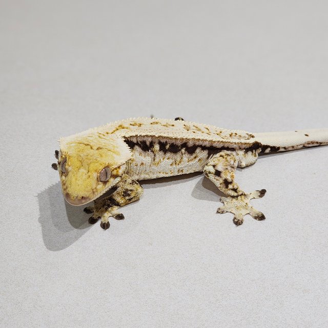 Full Pinstripe Quad White Spot White Pin