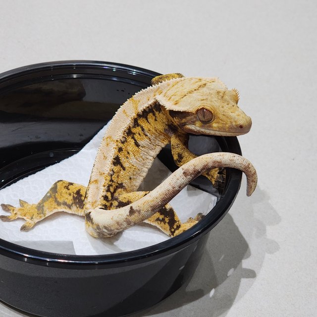 트라이 익스트림할리퀸 드리피