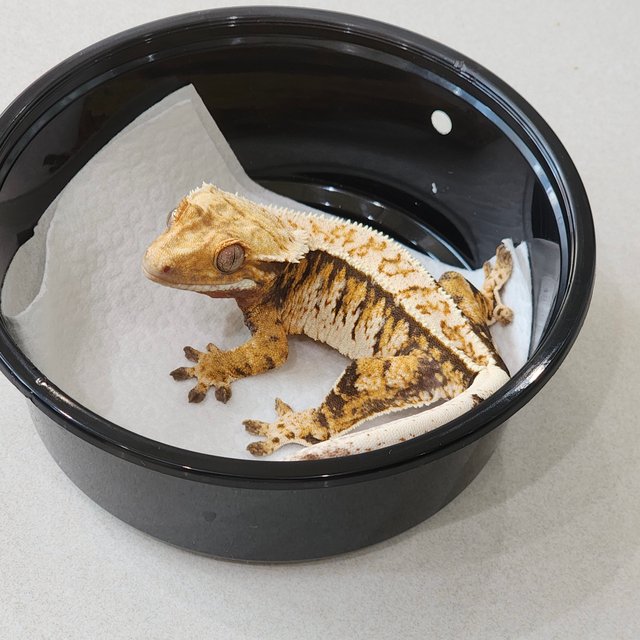 White Crown Full Pinstripe Tri Extreme Harlequin White Pin