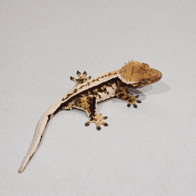 White Pin Tri Quad Full Pinstripe