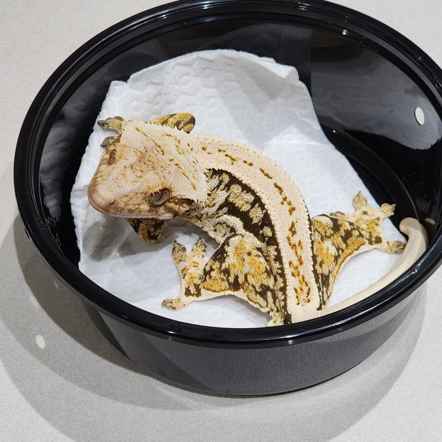 Full Pinstripe White Spot White Crown Quad